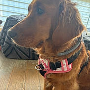 Vishna participe au concours pour gagner de l'argent avec cette photo : dog, golden_retriever, pet, animal, brown_fur, floppy_ears, long_hair, dog_harness, pink_harness, collar, sitting, portrait, indoors, living_room, window, blinds, sunlight, wooden_floor, cushion, close_up