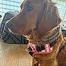 dog, golden_retriever, pet, animal, brown_fur, floppy_ears, long_hair, dog_harness, pink_harness, collar, sitting, portrait, indoors, living_room, window, blinds, sunlight, wooden_floor, cushion, close_up