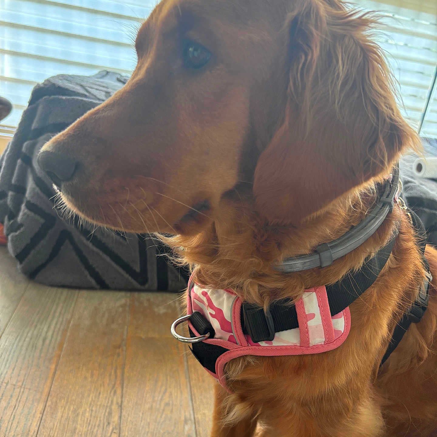 Vishna participe au concours pour gagner de l'argent avec cette photo : dog, golden_retriever, pet, animal, brown_fur, floppy_ears, long_hair, dog_harness, pink_harness, collar, sitting, portrait, indoors, living_room, window, blinds, sunlight, wooden_floor, cushion, close_up