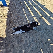 Ruby participe au concours pour gagner de l'argent avec cette photo : animal, black_and_white, canine, daytime, dog, ground, leash, outdoor, pet, play_area, playground, recreation, relaxation, resting, sand, shade, shadow, small_dog, summer, sunlight
