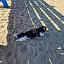 animal, black_and_white, canine, daytime, dog, ground, leash, outdoor, pet, play_area, playground, recreation, relaxation, resting, sand, shade, shadow, small_dog, summer, sunlight