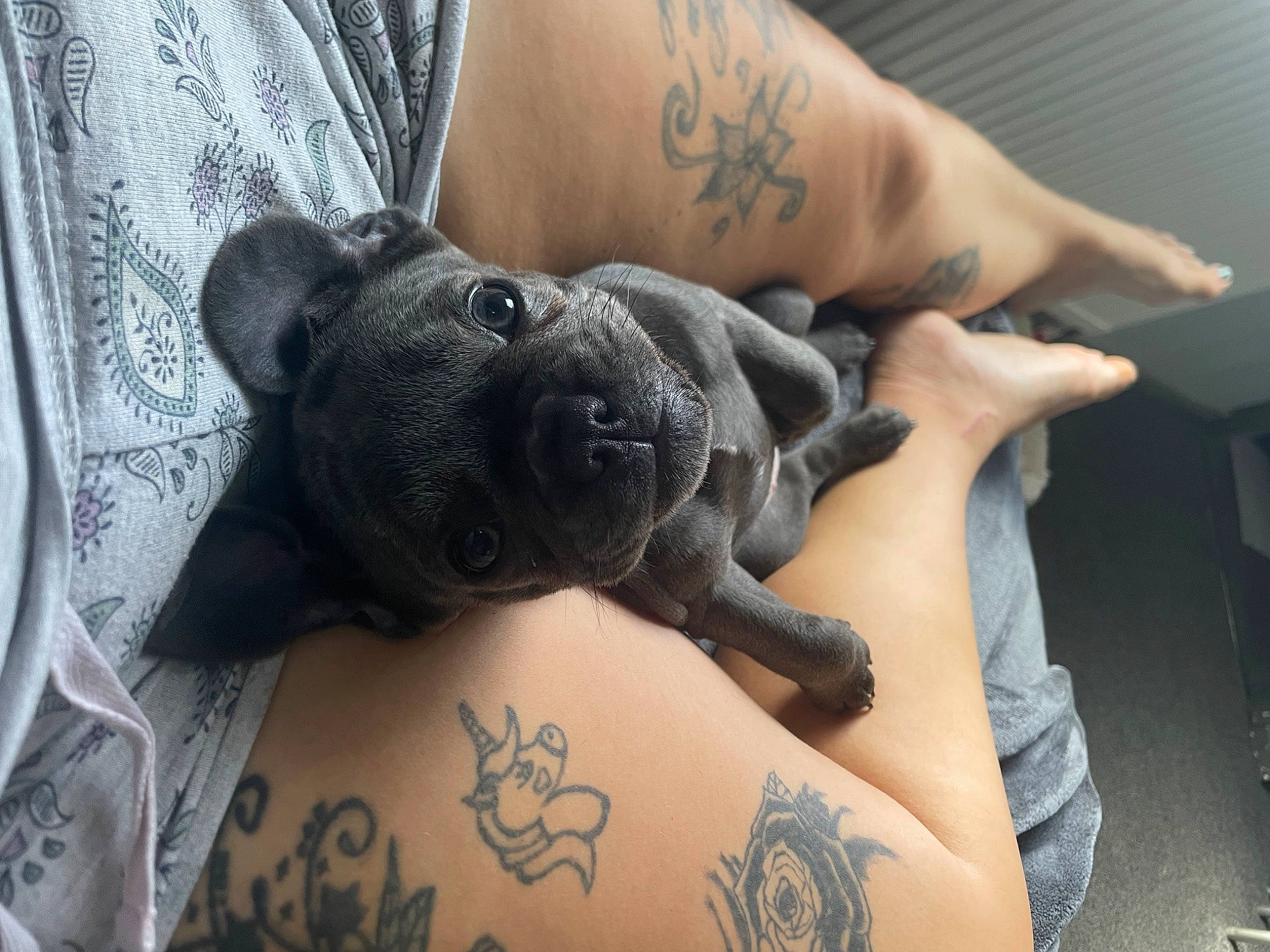 Bow is registered to the contest to win money with this photo: carnivore, comfort, companion_dog, couch, dog, dog_breed, elbow, grey, human_leg, joint, muscle, nail, snout, tattoo, tattoo_artist, temporary_tattoo, thigh, toy_dog, working_animal, wrist