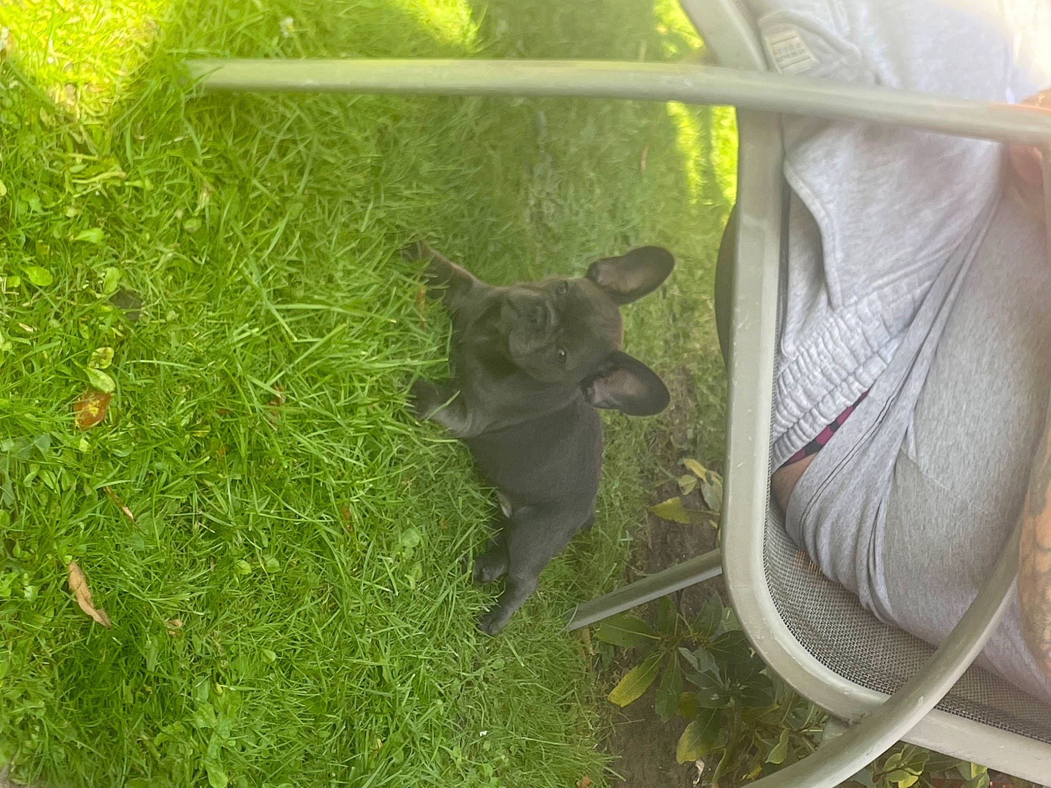 Bow joined the competition — help win amazing prizes! auto_part, automotive_exterior, automotive_tire, automotive_wheel_system, bicycle_tire, dog_breed, fawn, felidae, grass, groundcover, plant, small_to_medium_sized_cats, sporting_group, tail, terrestrial_animal, vehicle, vehicle_door, whiskers, wildlife, working_animal