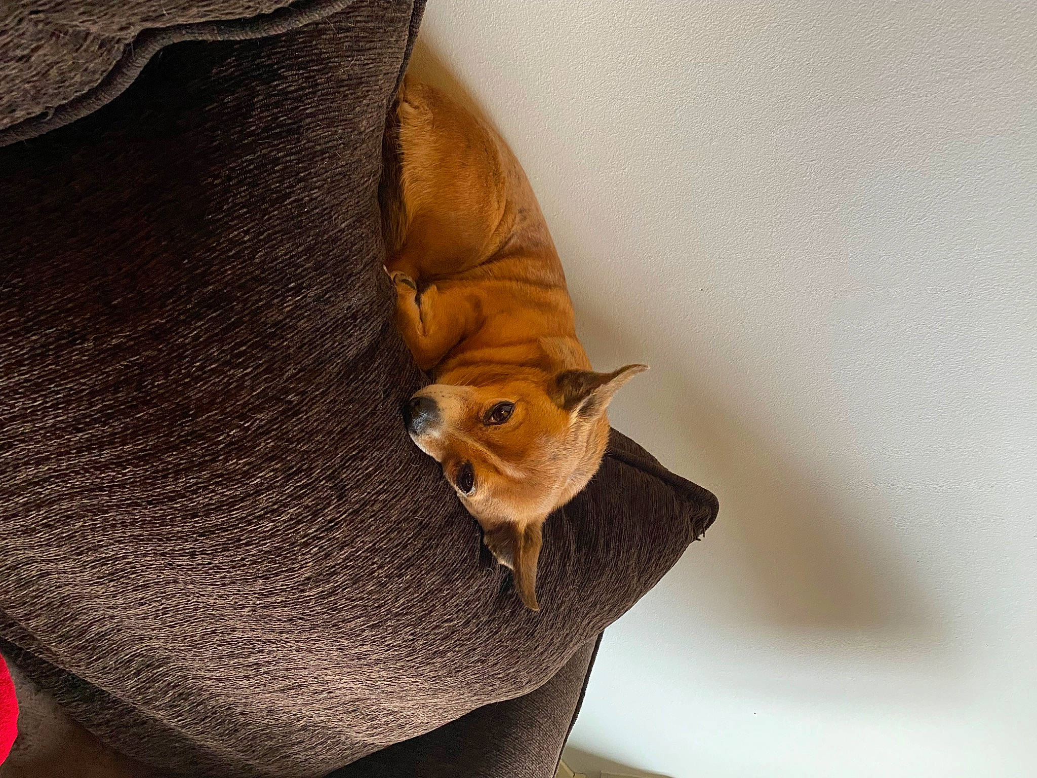 Penny is registered to the contest to win money with this photo: bag, carnivore, cat, collar, comfort, fawn, felidae, fur, hat, human_leg, leather, linens, pattern, peach, sleeve, small_to_medium_sized_cats, terrestrial_animal, waist, whiskers, wood