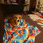 Penny is registered to the contest to win money with this photo: blanket, brown, chair, colorful, couch, cozy, cute, decor, dog, furniture, home, indoor, living_room, looking, pet, plant, resting, small_dog, table, tie_dye