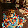 blanket, brown, chair, colorful, couch, cozy, cute, decor, dog, furniture, home, indoor, living_room, looking, pet, plant, resting, small_dog, table, tie_dye