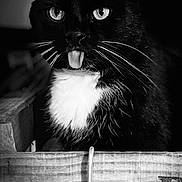 Roger participe au concours pour gagner de l'argent avec cette photo : cat, tuxedo_cat, black_and_white, tongue_out, whiskers, wooden_crate, close_up, pet, animal, playful, portrait, cute, domestic_cat, feline, indoor, fur, eyes, box, shadow, lighting
