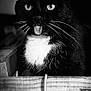 cat, tuxedo_cat, black_and_white, tongue_out, whiskers, wooden_crate, close_up, pet, animal, playful, portrait, cute, domestic_cat, feline, indoor, fur, eyes, box, shadow, lighting