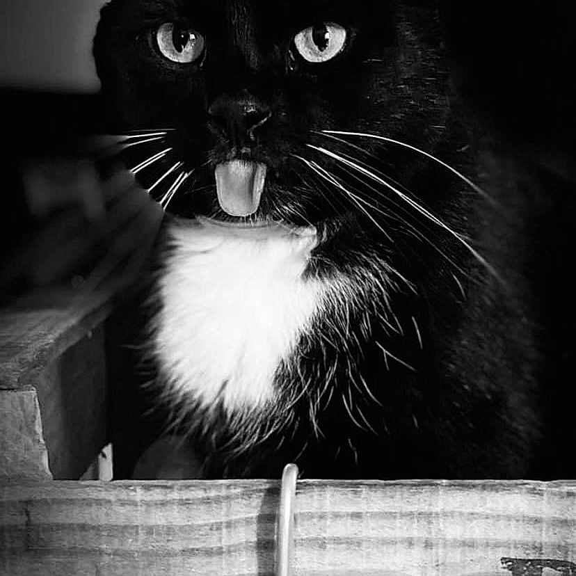 Roger participe au concours pour gagner de l'argent avec cette photo : animal, black_and_white, box, cat, close_up, cute, domestic_cat, eyes, feline, fur, indoor, lighting, pet, playful, portrait, shadow, tongue_out, tuxedo_cat, whiskers, wooden_crate