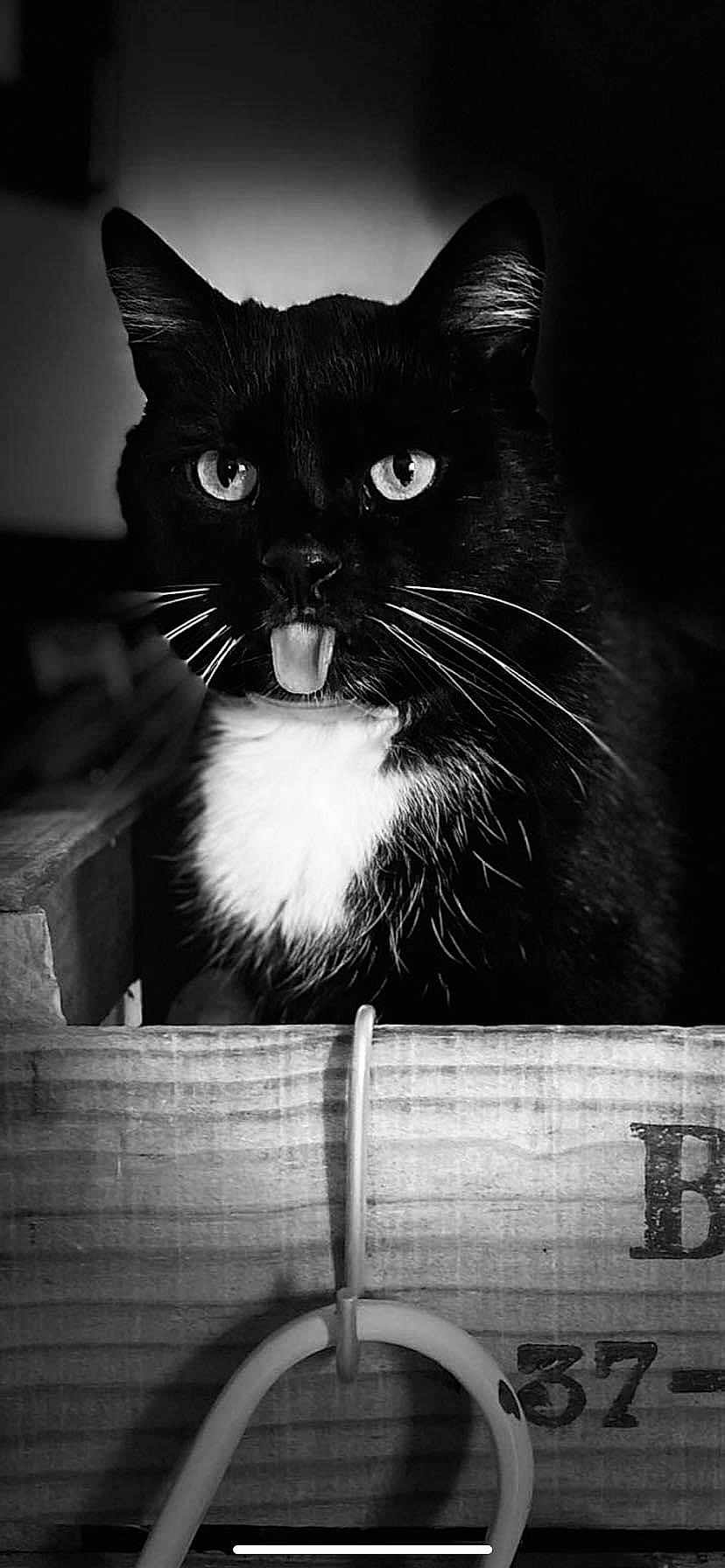 Roger participe au concours pour gagner de l'argent avec cette photo : cat, tuxedo_cat, black_and_white, tongue_out, whiskers, wooden_crate, close_up, pet, animal, playful, portrait, cute, domestic_cat, feline, indoor, fur, eyes, box, shadow, lighting