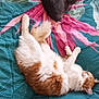 Duchesse participe au concours pour gagner de l'argent avec cette photo : cat, sleeping_cat, orange_cat, gray_cat, bed, bedspread, floral_pattern, indoor, pet, fur, resting, animal, cozy, relaxation, cute, domestic, two_cats, feline, home, quiet