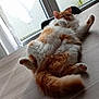 animal, cat, cozy, curtain, feline, fluffy, indoor, napping, orange_cat, paw, pet, relaxed, resting, sleeping, sunlight, table, tail, white_cat, window, wooden_table