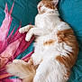 animal, bedspread, cat, comfort, cozy, cute, domestic_cat, feline, fluffy, fur, indoor, nap, orange_and_white, paw, pet, relaxed, resting, sleeping, tail, whiskers