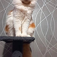 Rouquin participe au concours pour gagner de l'argent avec cette photo : animal, cat, cat_tree, cute, domestic, feline, fluffy, fur, furniture, home, indoor, looking, orange, pattern, pet, portrait, sitting, tail, wallpaper, white