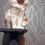 animal, cat, cat_tree, cute, domestic, feline, fluffy, fur, furniture, home, indoor, looking, orange, pattern, pet, portrait, sitting, tail, wallpaper, white