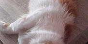Rouquin a rejoint le concours — aidez-le/la à gagner de superbes lots ! animal, cat, cozy, domestic, fluffy, fur, furniture, home, indoor, lantern, mammal, orange, pet, quiet, relaxed, resting, sleeping, table, white, wooden