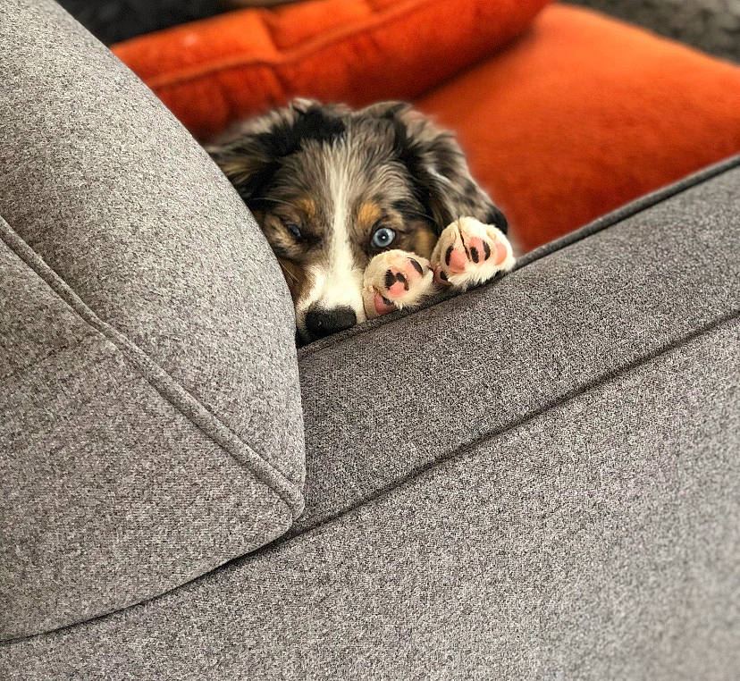 Warrior joined the competition — help win amazing prizes! australian_shepherd, bernese_mountain_dog, canidae, carnivore, companion_dog, dog, dog_breed, dog_supply, mammal, puppy, snout, sporting_group, working_dog