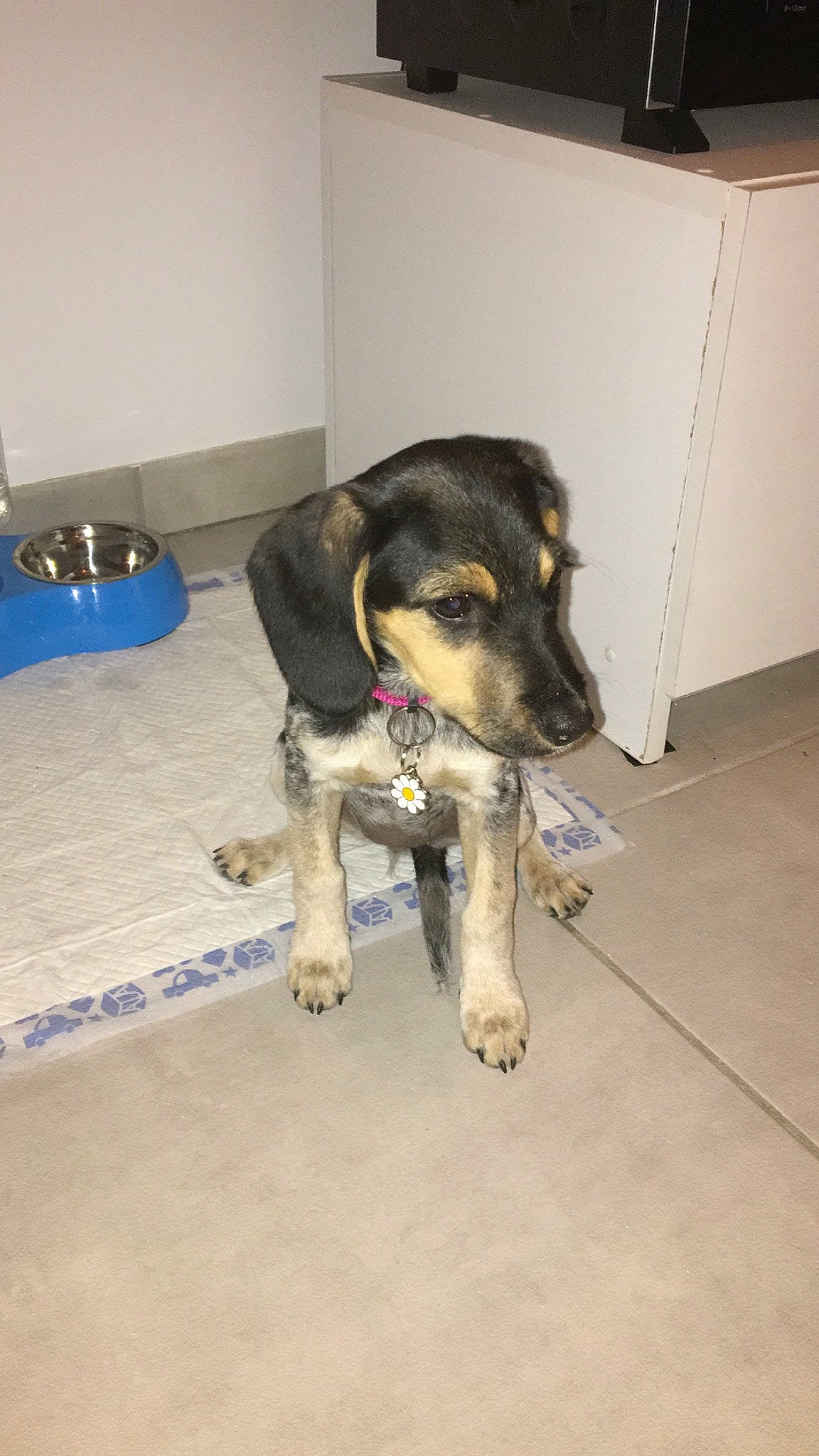 Jude participe au concours pour gagner de l'argent avec cette photo : canidae, carnivore, dog, dog_breed, fawn, huntaway, mammal, puppy, snout, vertebrate