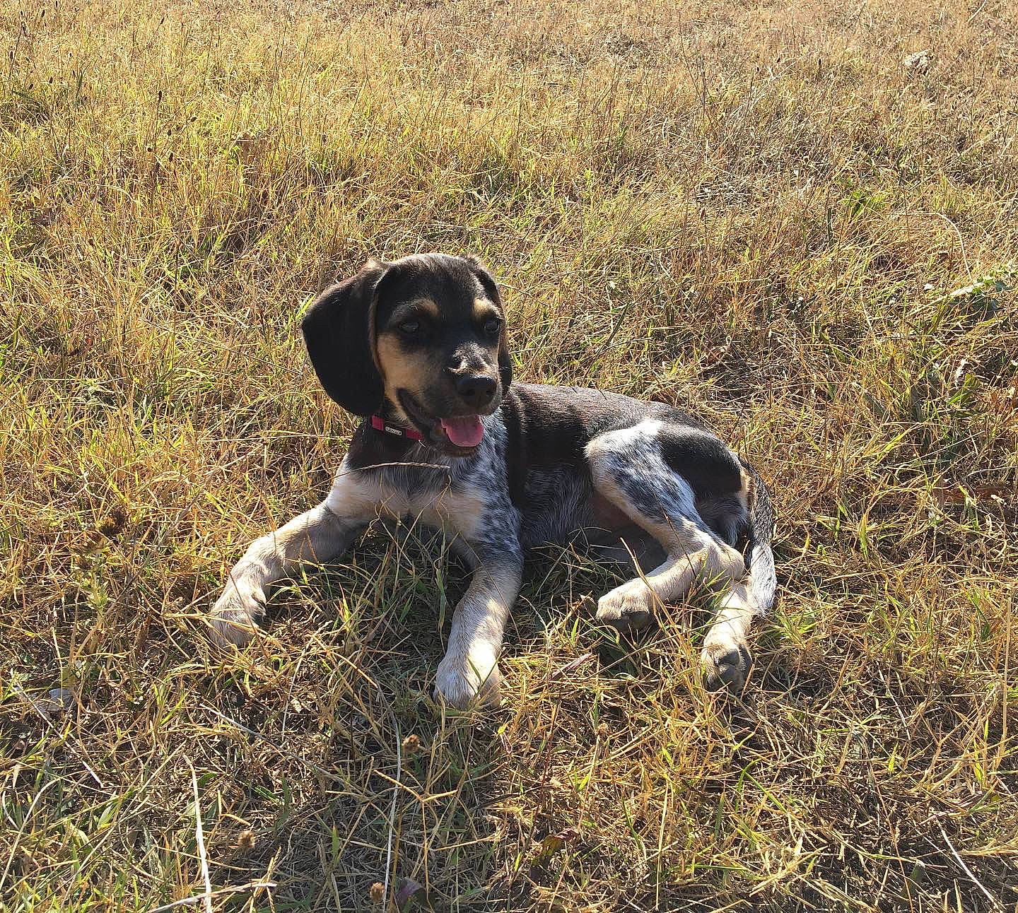 Jude participe au concours pour gagner de l'argent avec cette photo : braque_dauvergne, canidae, carnivore, dog, dog_breed, field_trial, french_spaniel, german_longhaired_pointer, german_shorthaired_pointer, grass, hunting_dog, large_munsterlander, mammal, old_danish_pointer, pointer, pointing_breed, rare_breed_dog, small_munsterlander, sporting_group, vertebrate