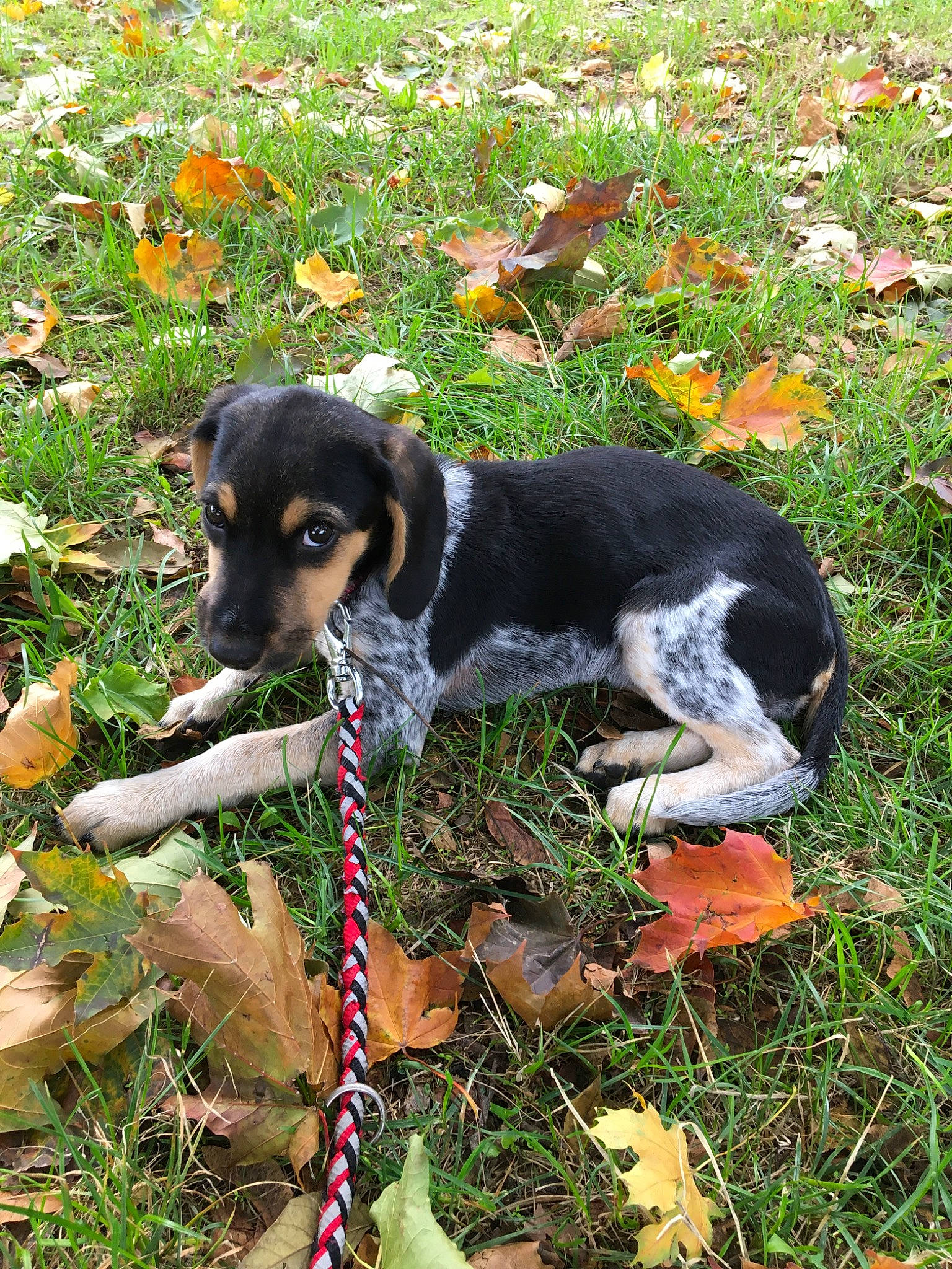 Jude a rejoint le concours — aidez-le/la à gagner de superbes lots ! bluetick_coonhound, canidae, carnivore, dog, dog_breed, grand_bleu_de_gascogne, hunting_dog, mammal, rare_breed_dog, sporting_group