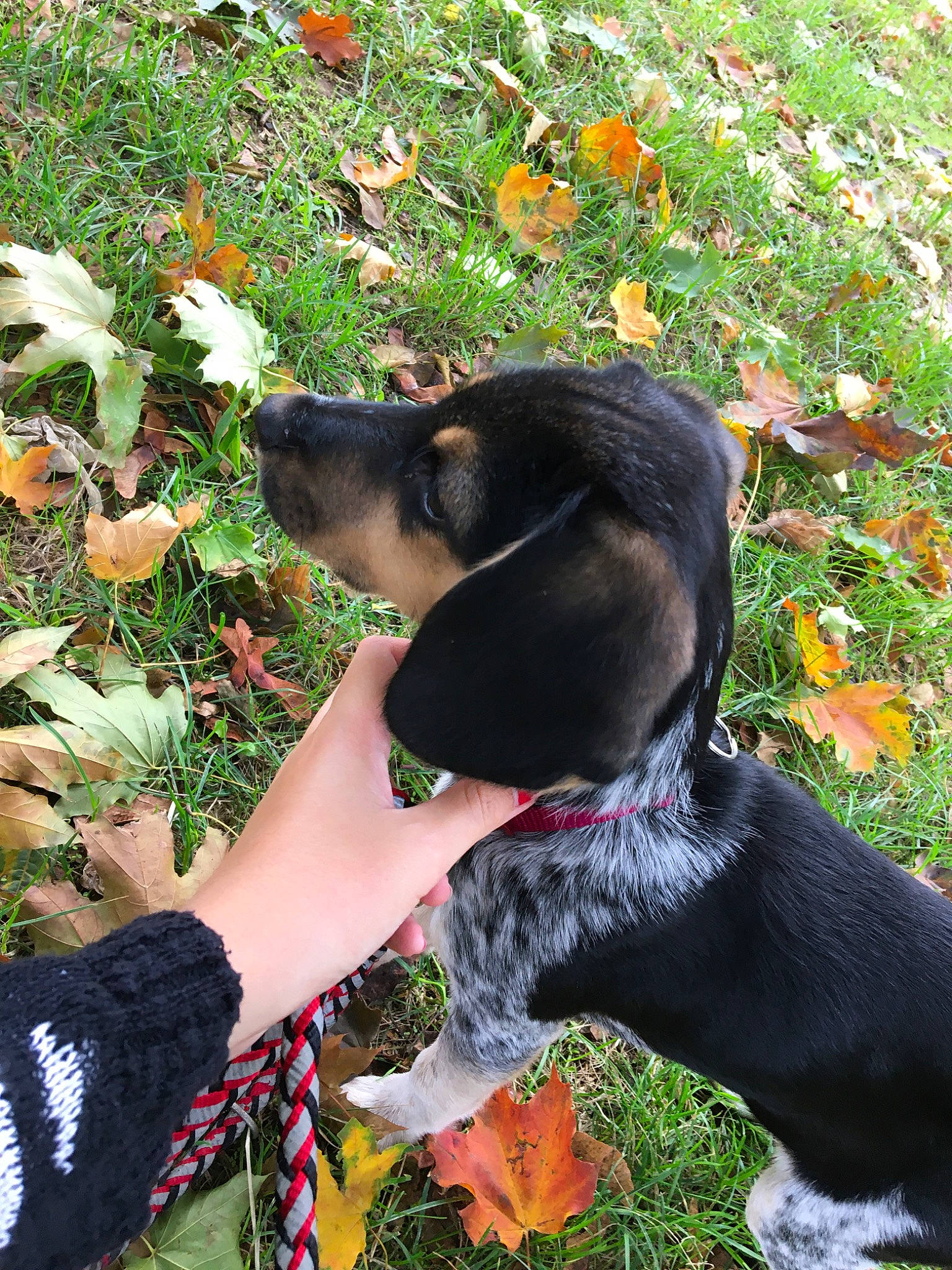 Jude a rejoint le concours — aidez-le/la à gagner de superbes lots ! austrian_black_and_tan_hound, black_and_tan_coonhound, bluetick_coonhound, bruno_jura_hound, canidae, carnivore, coonhound, dog, dog_breed, entlebucher_mountain_dog, hunting_dog, lithuanian_hound, montenegrin_mountain_hound, puppy, schweizer_laufhund, smaland_hound, transylvanian_hound, treeing_walker_coonhound