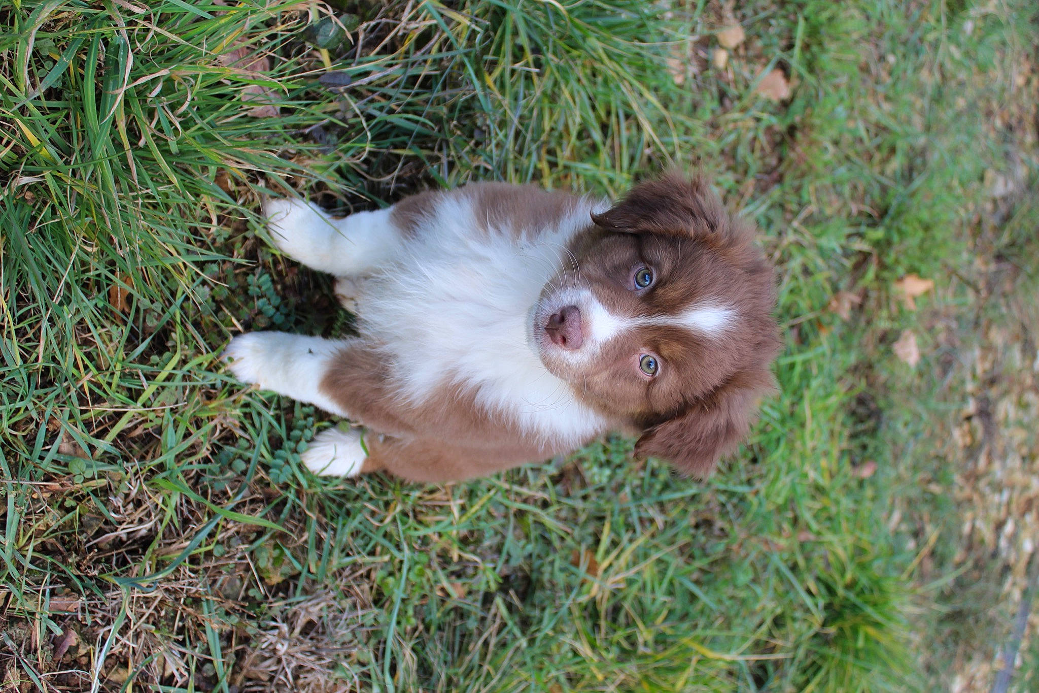 Joy a rejoint le concours — aidez-le/la à gagner de superbes lots ! canidae, carnivore, companion_dog, dog, dog_breed, fawn, fur, grass, liver, plant, primate, puppy, snout, sporting_group, terrestrial_animal, whiskers, wildlife