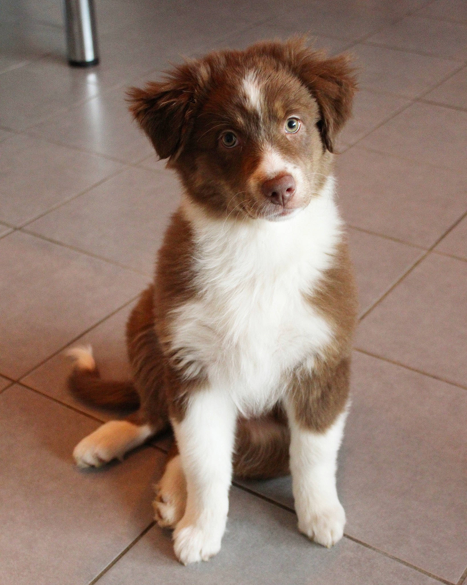 Joy participe au concours pour gagner de l'argent avec cette photo : australian_collie, australian_shepherd, border_collie, carnivore, companion_dog, dog, dog_breed, fawn, flooring, fur, herding_dog, liver, miniature_australian_shepherd, snout, sporting_group, terrestrial_animal, tile_flooring, toy_dog, whiskers, working_animal