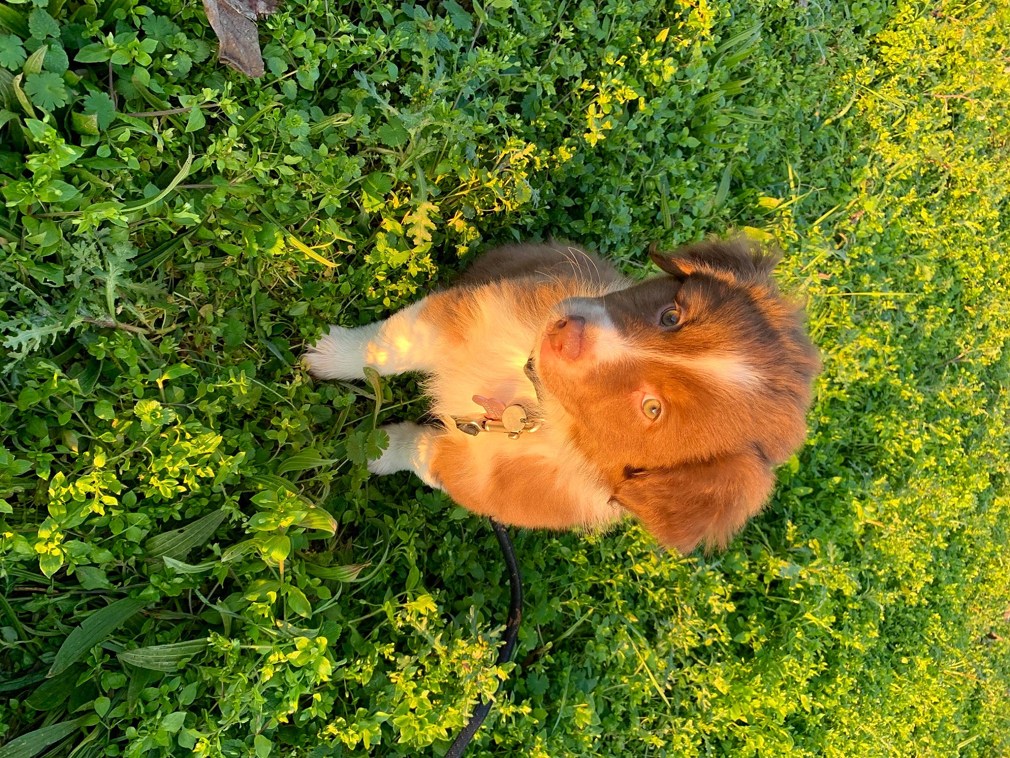 Joy a rejoint le concours — aidez-le/la à gagner de superbes lots ! carnivore, companion_dog, dog, dog_breed, fawn, felidae, flower, grass, grassland, groundcover, liver, natural_landscape, plant, plant_community, small_to_medium_sized_cats, snout, tail, terrestrial_animal, whiskers, working_animal