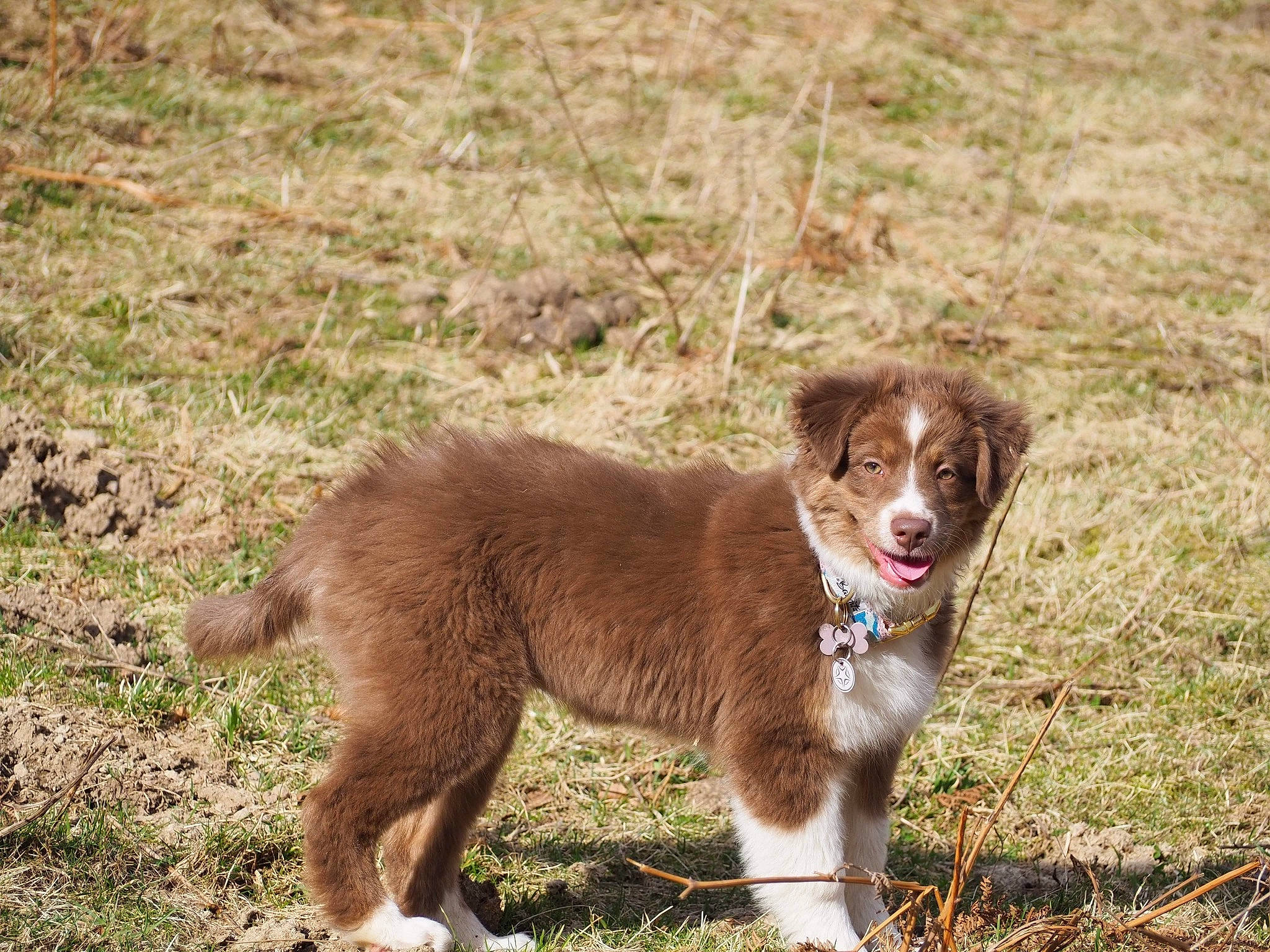 Joy participe au concours pour gagner de l'argent avec cette photo : canidae, carnivore, companion_dog, dog, dog_breed, fawn, fur, grass, grassland, gun_dog, hunting_dog, liver, pointing_breed, snout, soil, sporting_group, tail, terrestrial_animal, wildlife, working_animal