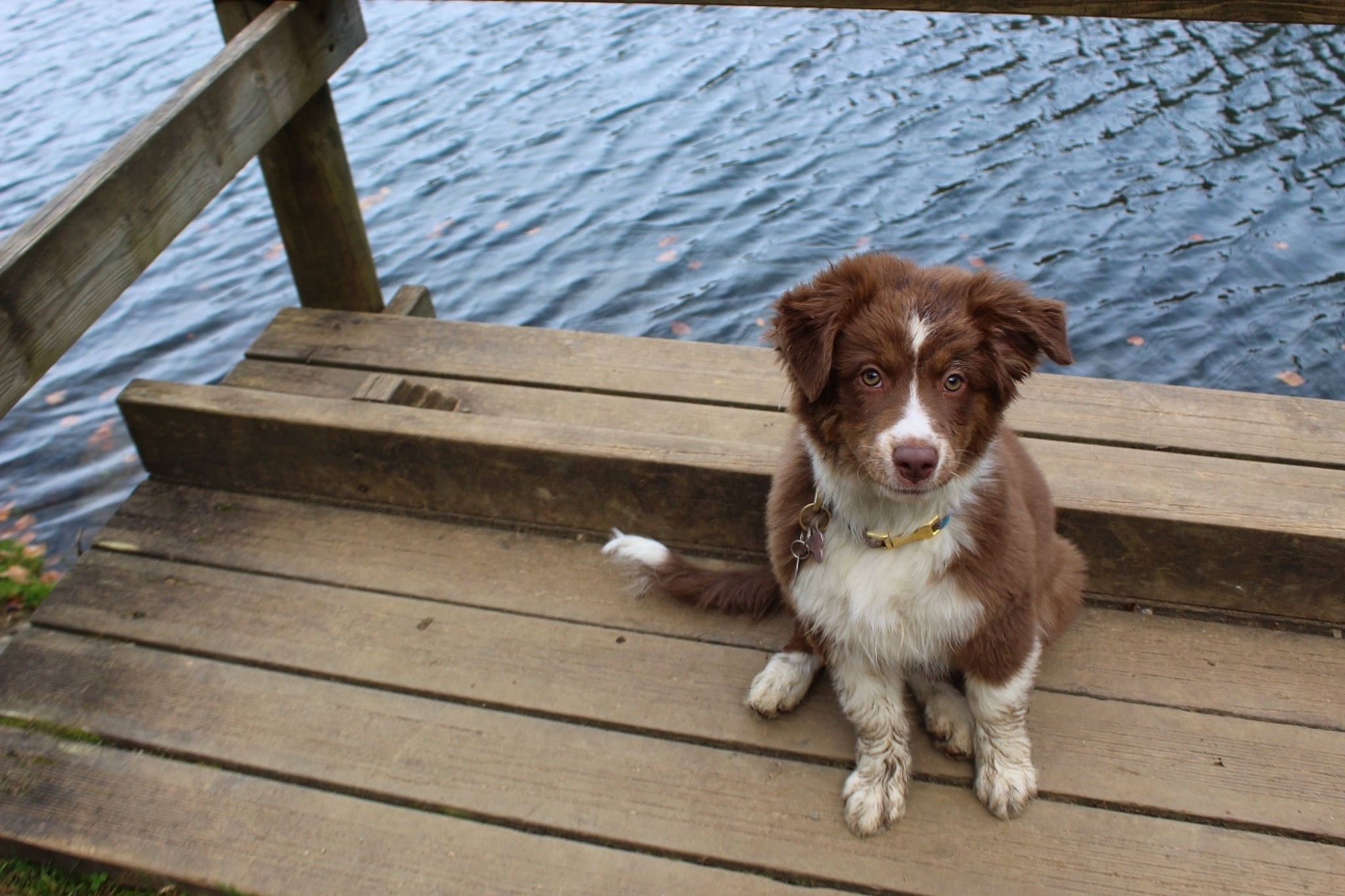 Joy participe au concours pour gagner de l'argent avec cette photo : brittany, canidae, carnivore, companion_dog, deck, dog, dog_breed, grass, gun_dog, hardwood, lake, liver, outdoor_furniture, plank, plant, pointing_breed, spaniel, sporting_group, water, wood