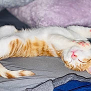 Bubbles joined the competition — help win amazing prizes! animal, bed, blanket, cat, cozy, cute, fur, indoor, kitten, orange, paw, pet, pink_nose, relaxing, rest, sleeping, soft, tail, whiskers, white