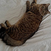 Abelia participe au concours pour gagner de l'argent avec cette photo : cat, tabby_cat, pet, feline, lying_down, bed, white_bed_sheet, fur, whiskers, green_eyes, domestic_cat, striped_fur, relaxed, indoor, animal, cute, sleepy, cozy, resting, looking