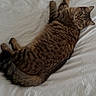 cat, tabby_cat, pet, feline, lying_down, bed, white_bed_sheet, fur, whiskers, green_eyes, domestic_cat, striped_fur, relaxed, indoor, animal, cute, sleepy, cozy, resting, looking