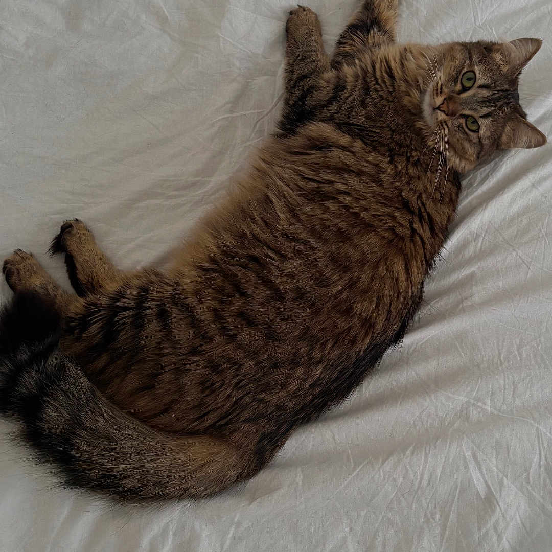 Abelia participe au concours pour gagner de l'argent avec cette photo : cat, tabby_cat, pet, feline, lying_down, bed, white_bed_sheet, fur, whiskers, green_eyes, domestic_cat, striped_fur, relaxed, indoor, animal, cute, sleepy, cozy, resting, looking