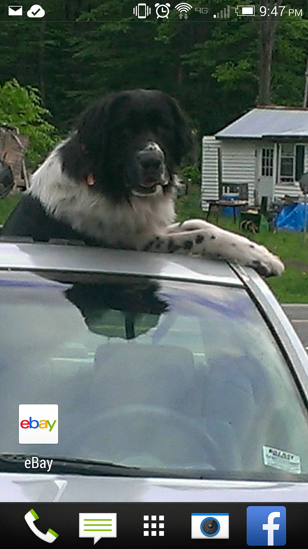 Stella joined the competition — help win amazing prizes! auto_part, automotive_carrying_rack, automotive_design, automotive_exterior, automotive_lighting, car, carnivore, companion_dog, dog, dog_breed, glass, hood, motor_vehicle, plant, tree, vehicle, vehicle_door, window, windscreen_wiper, windshield