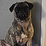 dog, pug, brindle, pet, animal, indoor, sitting, canine, fur, face, ears, paw, looking, portrait, mammal, cute, companion, domestic, expression, texture
