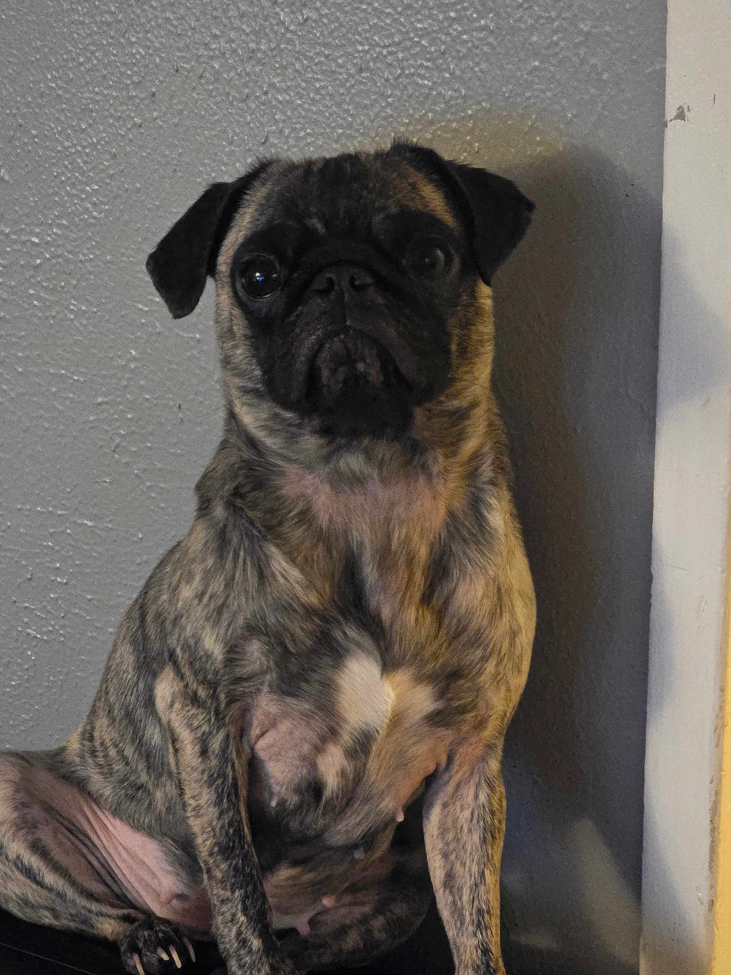 Cleopatra is registered to the contest to win money with this photo: dog, pug, brindle, pet, animal, indoor, sitting, canine, fur, face, ears, paw, looking, portrait, mammal, cute, companion, domestic, expression, texture