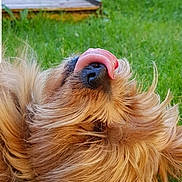 Ippy a rejoint le concours — aidez-le/la à gagner de superbes lots ! animal, app_icons, backyard, blurred_background, chicken, close_up, dog, dog_nose, dog_tongue, fur, grass, greenery, outdoor, pet, playful, portrait, smartphone_ui, status_bar, tongue_out, wooden_deck