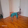 dog, pet, indoor, wooden_floor, green_outfit, playful, tongue_out, happy, canine, domestic_animal, room, door, wall, collar, flooring, animal, four_legs, standing, looking_back, house