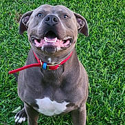 Major joined the competition — help win amazing prizes! dog, happy, smiling, grass, outdoor, pet, canine, collar, sitting, animal, friendly, tongue, fur, muzzle, ears, white_paws, white_chest, playful, nature, daylight