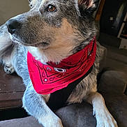 Sissy joined the competition — help win amazing prizes! dog, blue_heeler, cattle_dog, portrait, close_up, bandana, red_bandana, couch, indoor, pet, animal, fur, ears, paws, lying_down, sitting, alert, profile, home, photography