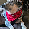 alert, animal, bandana, blue_heeler, cattle_dog, close_up, couch, dog, ears, fur, home, indoor, lying_down, paws, pet, photography, portrait, profile, red_bandana, sitting