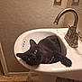 Nala is registered to the contest to win money with this photo: animal, bathroom, black_cat, cat, curious, domestic_cat, faucet, feline, green_eyes, home, indoor, paw, pet, plumbing, relaxed, resting, sink, tile_floor, wall_outlet, white_sink