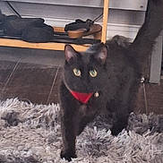 Nala joined the competition — help win amazing prizes! animal, black_cat, cat, curious, domestic_animal, feline, floor_rug, fluffy_rug, furniture, green_eyes, home_interior, indoor, mammal, pet, red_collar, shoe_rack, shoes, tile_floor, walking, wooden_shelf