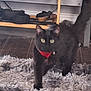 animal, black_cat, cat, curious, domestic_animal, feline, floor_rug, fluffy_rug, furniture, green_eyes, home_interior, indoor, mammal, pet, red_collar, shoe_rack, shoes, tile_floor, walking, wooden_shelf