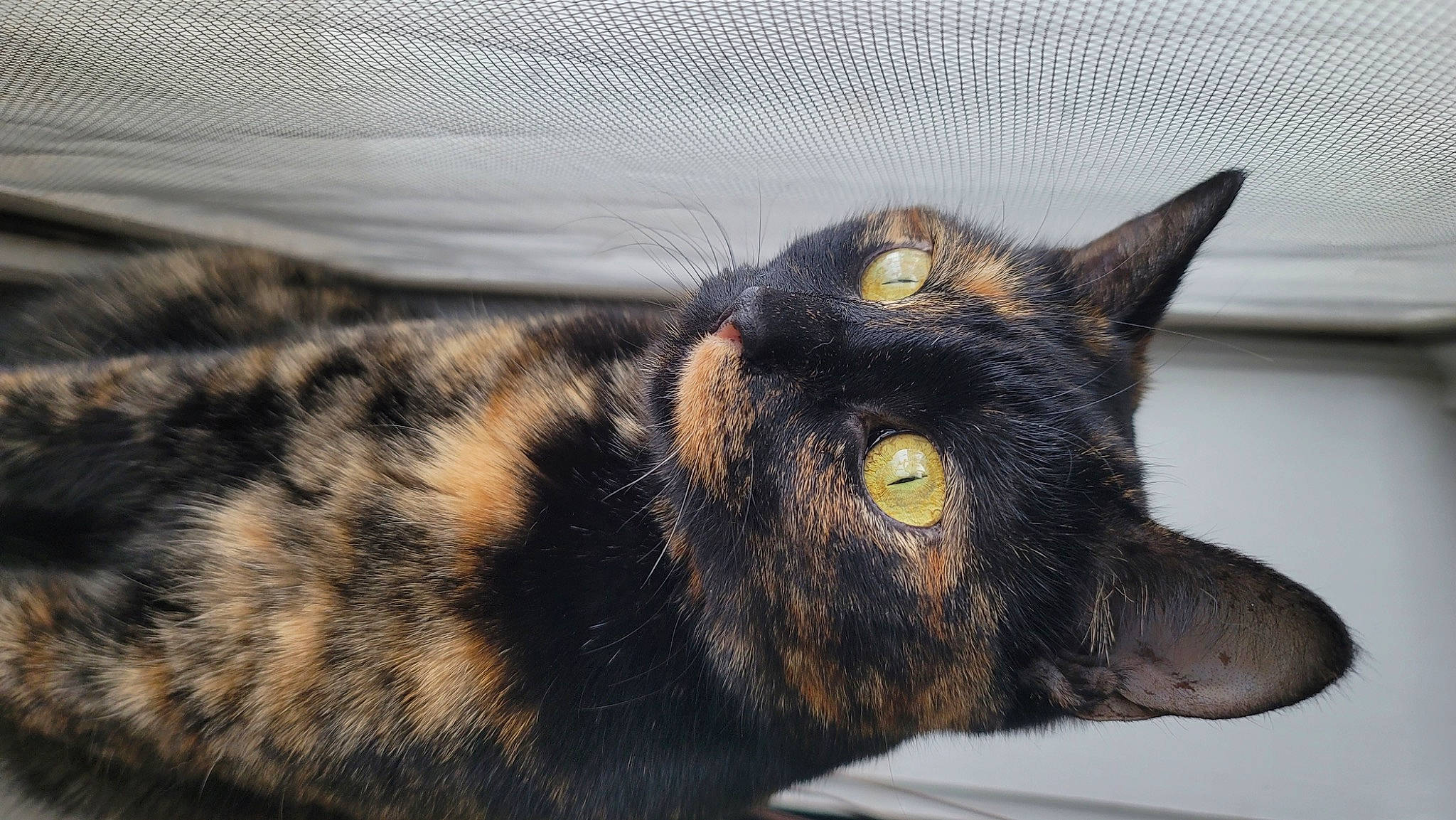 Yennefer joined the competition — help win amazing prizes! black_cat, bombay, carnivore, cat, domestic_short_haired_cat, eye, felidae, fur, paw, small_to_medium_sized_cats, snout, terrestrial_animal, whiskers, wildlife