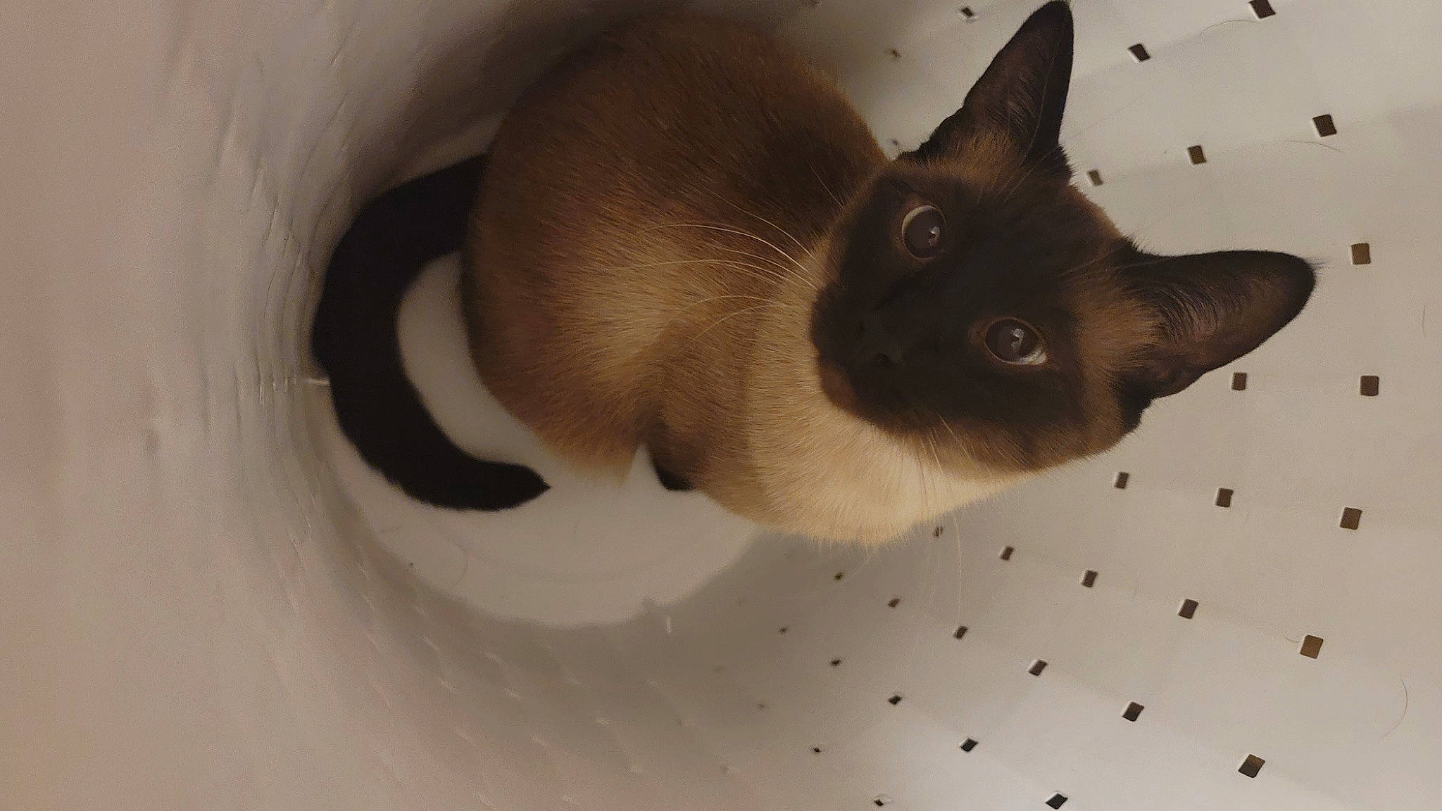 Geralt joined the competition — help win amazing prizes! balinese, birman, carnivore, cat, fawn, felidae, fur, siamese, small_to_medium_sized_cats, snout, terrestrial_animal, whiskers