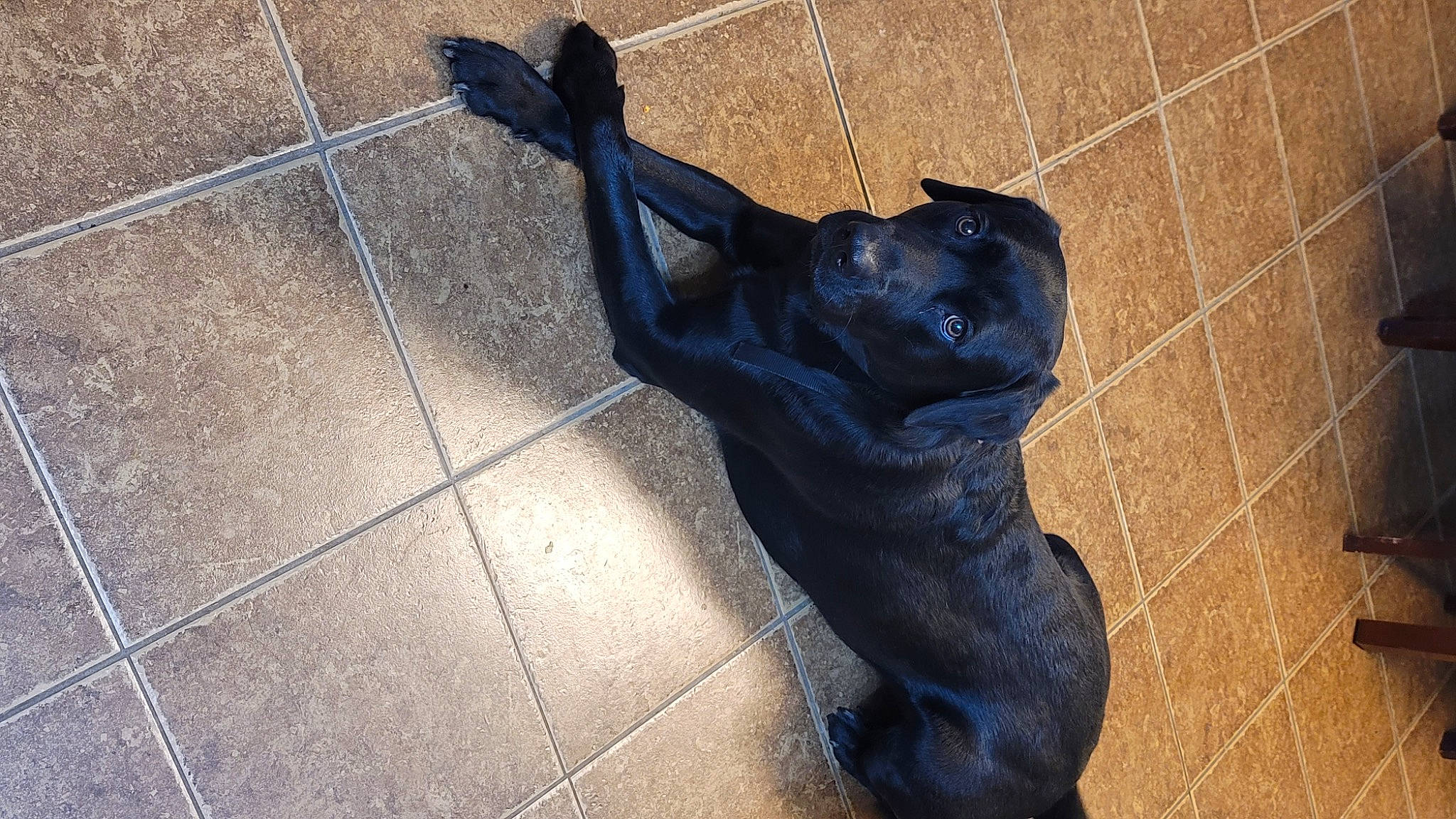 Louie joined the competition — help win amazing prizes! art, canidae, companion_dog, concrete, dog_breed, electric_blue, flooring, guard_dog, human_leg, metal, road_surface, sculpture, shadow, snout, sporting_group, statue, tail, terrestrial_animal, water, wood