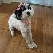 Skye is registered to the contest to win money with this photo: dog, pet, indoor, wooden_floor, stretching, pink_bow, pink_collar, cute, fluffy, small_dog, black_and_white, animal, companion, house, flooring, looking_up, adorable, domestic, mammal, playful