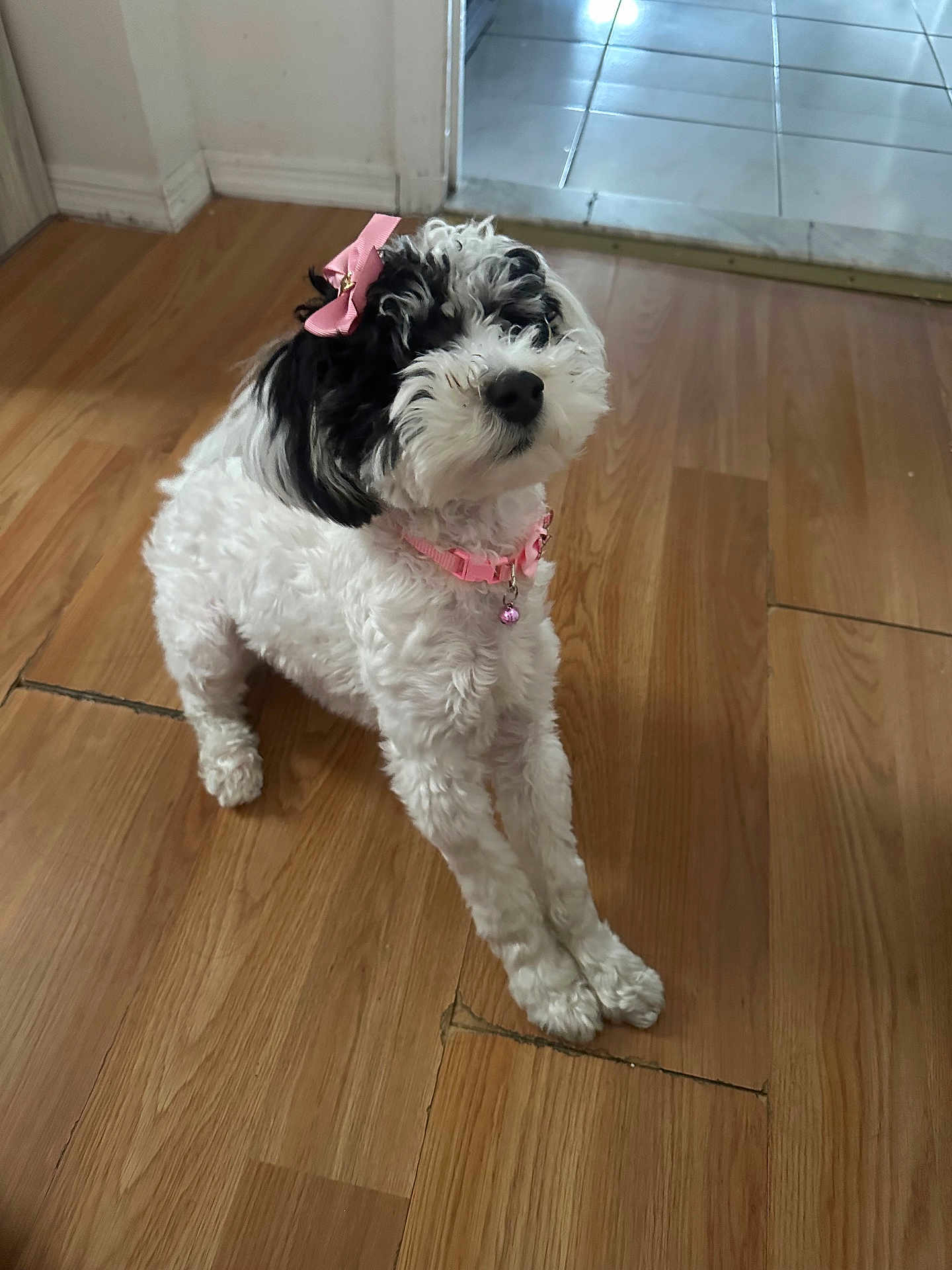 Skye is registered to the contest to win money with this photo: dog, pet, indoor, wooden_floor, stretching, pink_bow, pink_collar, cute, fluffy, small_dog, black_and_white, animal, companion, house, flooring, looking_up, adorable, domestic, mammal, playful